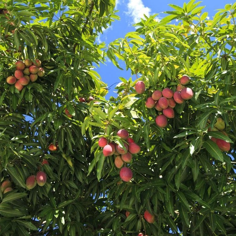 Aza Natural - Mango olie - 100% puur - koudgeperst - haar & huid - 100 ml